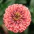 Zinnia, Benary´s Giant Salmon Rose