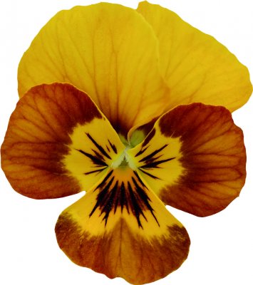 Viola cornuta Sorbet® Honeybee