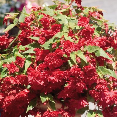 Begonia Illumination ® Scarlet