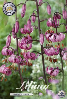 Krollilja Lilium martagon 1st