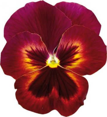 Viola wittrockiana Matrix™ Sangria