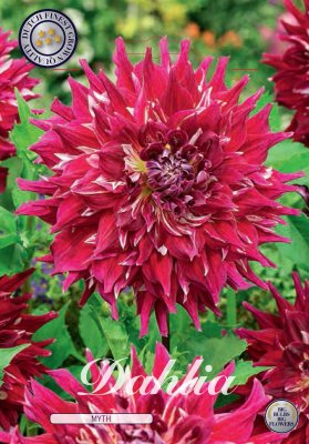 Dahlia Dekorativ Myth