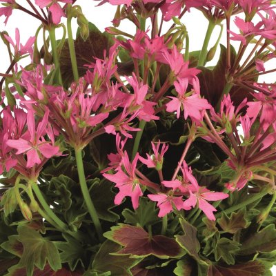 Pelargonium x hortorum Lotusland