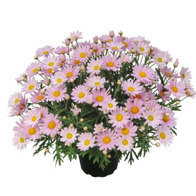 Margurit Lolly ®, stickling 3-pack