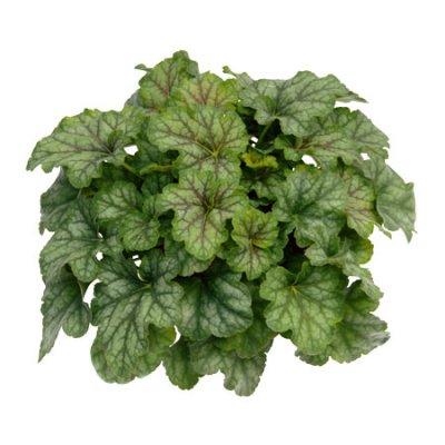 Heuchera hybr. Emerald Queen, Alunrot, C13cm
