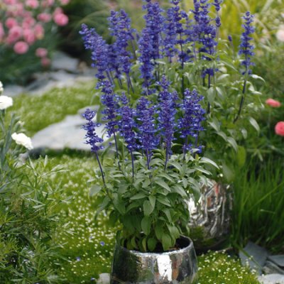 Daggsalvia Midnight Candle, stickling 3-pack