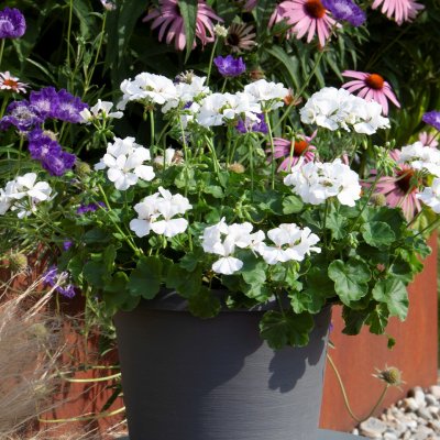 Hängpelargon Marcada White, stickling 3-pack