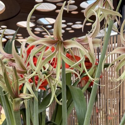 Spindelamaryllis