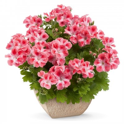 Änglapelargon Candy Flowers ® Peach Cloud, stickling 3-pack