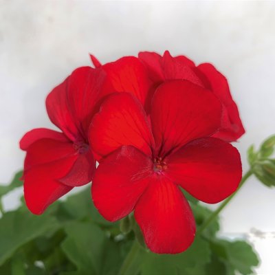 Hängpelargon Marcada Dark Red, stickling 3-pack