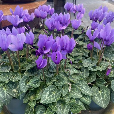 Cyclamen Super Blue Dragon