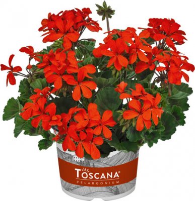 Dvärgpelargon Stadt Bern, stickling 3-pack