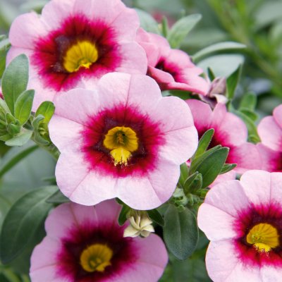 Småpetunia, Stickling, Million Bells MiniFamous ® Neo Pink Dark Eye 3-pack