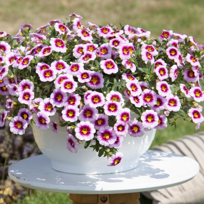 Småpetunia, Stickling, Million Bells MiniFamous ® Neo Pink Dark Eye 3-pack