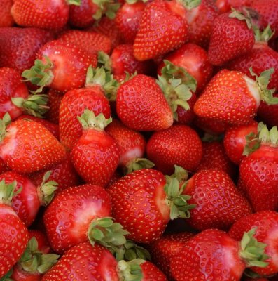 Fragaria x ananassa Daroyal ®, Jordgubbe