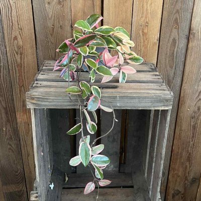 Hoya carnosa Flamingo Dream