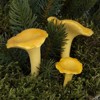 Kantarell Mix Gul 4-8cm stick