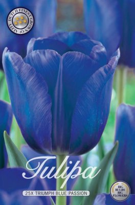 Tulpan Triumf Tulipa Blue Passion 20st