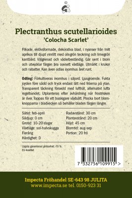 Palettblad, Colocha Scarlet