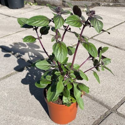 Årets sommarblomma 2025 - Blomsterbasilika