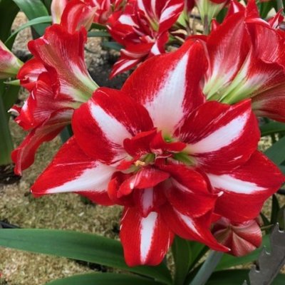 Amaryllis Party Nymph ®