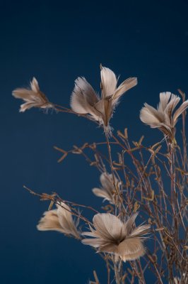 Fjäder Blom 12-pack Mullvad