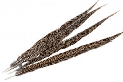 Fasanfjäder Tiger 60cm