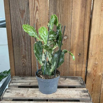 Opuntia Ghost Cactus