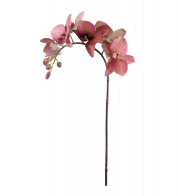 Orkidé Röd 60cm