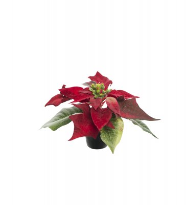 Julstjärna Röd 10cm, Konstgjord