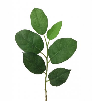 Salal Blad 55cm