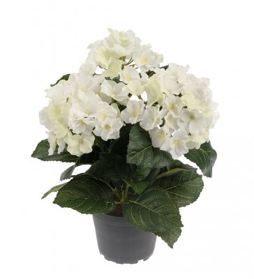 Hortensia Vit 30cm