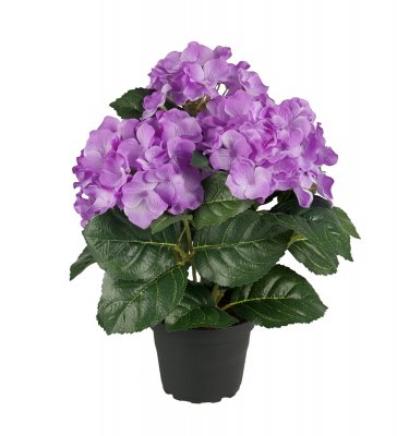 Hortensia Lila 30cm