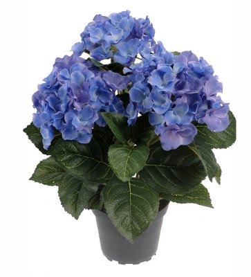 Hortensia Blå 30cm