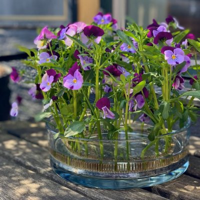 Blomsterfakir Kenzan The Ring 12cm