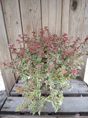 Abelia