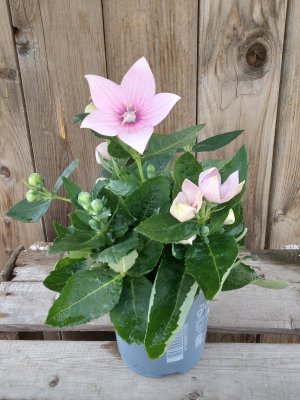 Platycodon, Praktklocka