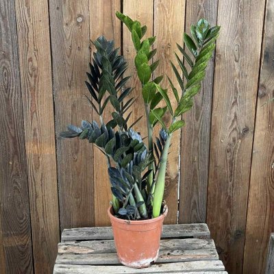 Zamioculcas zamiifolia Raven