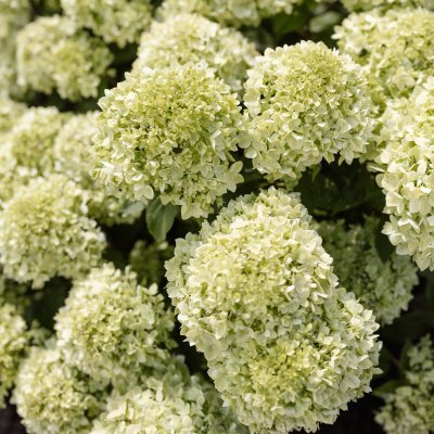 Hydrangea paniculata Living Little Apple ®