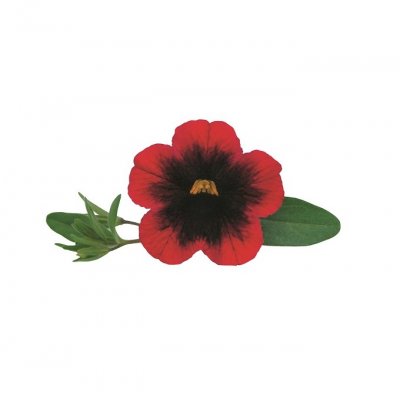Småpetunia, Stickling, Million Bells Superbells ™ Pomegranate Punch