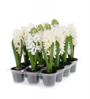 Hyacint Vit Mix 23cm