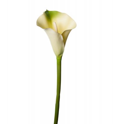 Calla Vit/grön 80cm, Konstgjord