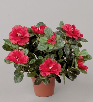 Azalea Röd 28cm
