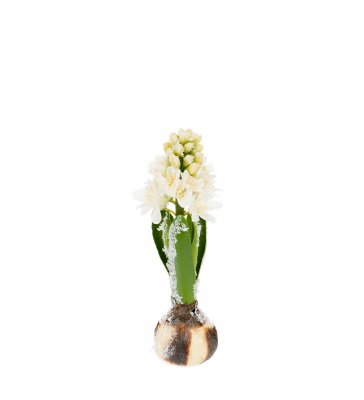Hyacint 20cm Vit