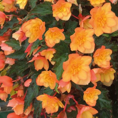 Begonia Mistral ® Double Apricot, stickling 3-pack