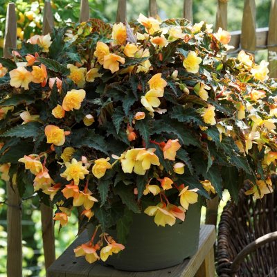 Begonia Mistral ® Double Apricot, stickling 3-pack