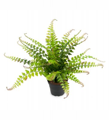 Ormbunke Grön 30cm