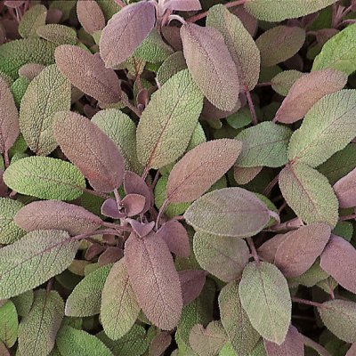 Salvia officinalis Purpurascens