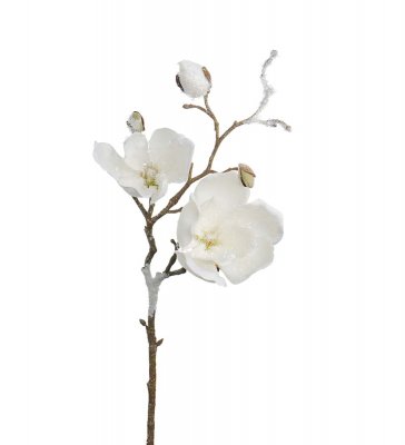 Magnolia med is 50cm
