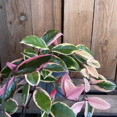 Hoya carnosa Flamingo Dream